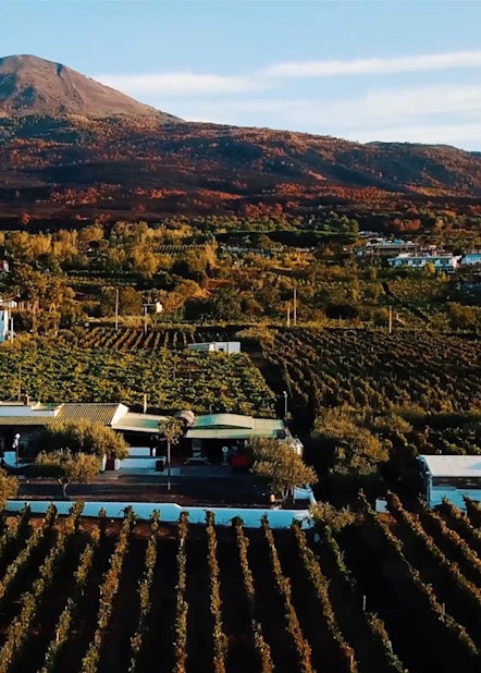 Cooking Class in a Vesuvius Farm