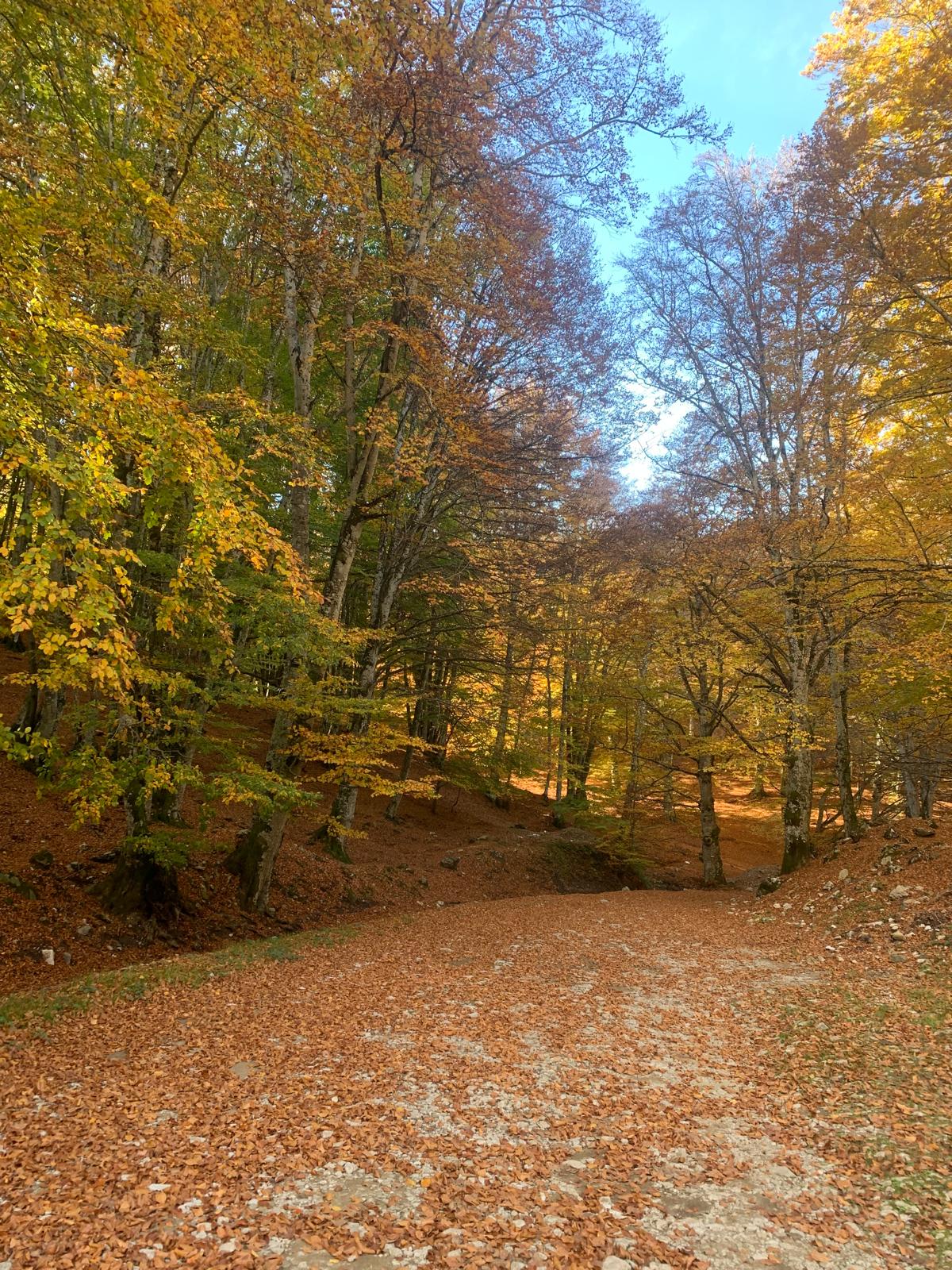 Foliage sul Camposauro