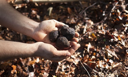 Black truffle hunting in Bagnoli